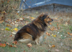 Очаг бешенства зарегистрирован под Краснодаром
