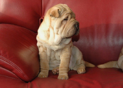 «Выбросили в окно!»: в Краснодаре возле многоквартирного дома нашли мертвого шарпея