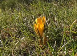 В парке Галицкого появились первые вестники весны