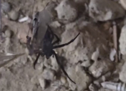 Похожих на ядовитую чёрную вдову пауков заметили в Краснодаре