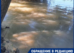 Утки задыхаются в химии: краснодарцев беспокоит состояние озера в парке Старая Кубань 