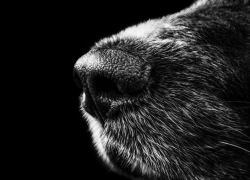 В краснодарском коттеджном поселке завелись пожиратели собак 