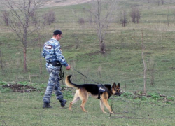 В Краснодаре мужчина жестоко убил собаку, которая загрызла его кур 