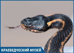 ТОП 5 вымирающих тварей из Красной книги Краснодарского края