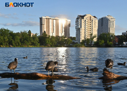 Солнце обогреет краснодарцев в пятницу