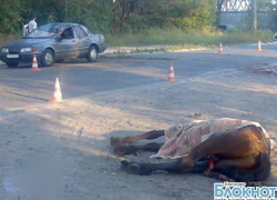 В Северском районе иномарка сбила лошадь