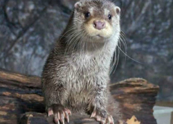 Знаменитая выдра из Сочи предсказала ничью в матче Германии и Камеруна