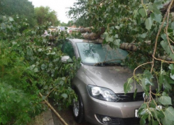  Что делать краснодарцу, если на его машину упало дерево 