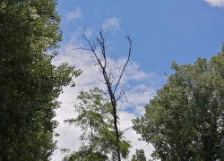 В парке «Старая Кубань» засохли почти все молодые деревья, посаженные осенью