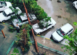 Рухнувшее дерево придавило машины в Краснодаре