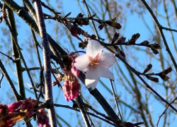 В Японском саду Краснодара начинается цветение сакуры