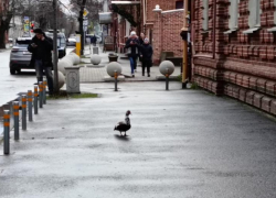 Важное в Краснодаре 22 марта: поздравляем таксистов, не обижаем птиц, угадываем погоду