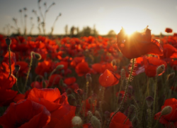 Кубанец выращивал для себя опиумный мак в промышленных масштабах