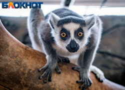 Жители Кубани взбунтовались против акции на 23 февраля в «Сафари-Парке» 