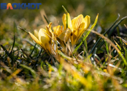 Дыхание весны: в парке Галицкого в Краснодаре распустились крокусы