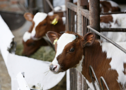 Новые фермы, масштабный выход на экспорт и увеличение производимой продукции: как развивается животноводство на Кубани 