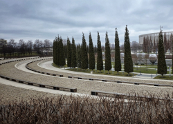 Электрический шалфей пропал из парка Галицкого в Краснодаре