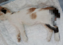 Двое детей подожгли кота и сбросили его с дома  в Сочи