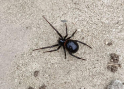 Ложную "Черную вдову" обнаружила во дворе своего дома жительница Кубани