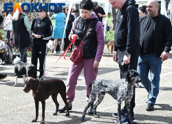 Жёсткий учёт и большие штрафы: как зооволонтёры Краснодара оценили идею обязательной регистрации животных