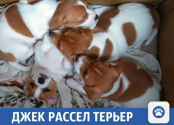 Умилительные щенки продаются в Краснодаре