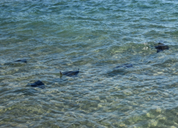 В Сочи отдыхающие сняли на видео детёныша черноморского ската