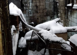 В Краснодаре сгорел приют «Кошкин дом»