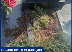 Бездомные собаки терроризируют посетителей кладбища под Краснодаром