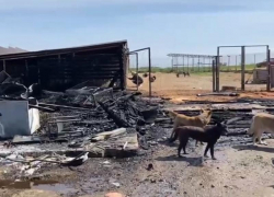 Под Краснодаром произошёл пожар в приюте для бездомных животных