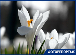В парке Галицкого расцвели поляны шафрана
