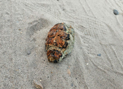 Возле пруда в Краснодарском крае дети нашли две гранаты