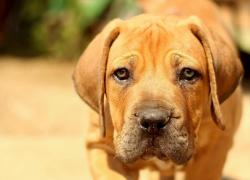 Полицейские ищут хозяина собаки в Сочи, который жестоко изрезал ее ножом