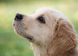 Живодер поиздевался над собакой на Кубани