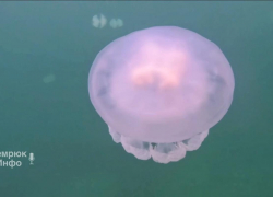 Неземную красоту подводного мира Азовского моря показали на видео