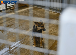 Четырехлетнюю девочку из Краснодара загрызла собака в Сочи