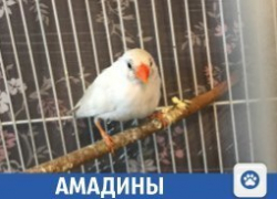Милые птички продаются в Краснодаре