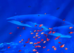 Киты, русалка и звездопад: в парке Галицкого открылась новая локация «Кроличья нора»