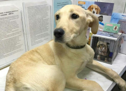 Волонтеры бьют тревогу: краснодарец жестоко избил собаку