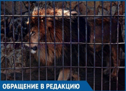 Не царское отношение ко льву вызвало возмущение краснодарцев