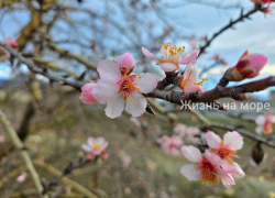 На Кубани миндальное дерево зимой порадовало нежными цветами