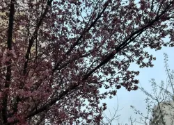 До +13 градусов прогреется воздух в Краснодаре 17 марта 