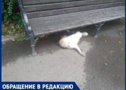 «Дворовая собака бьется в судорогах, помогите»: в Краснодаре массово отравили уличных животных