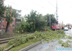 В столице Кубани пенсионерка пострадала при падении дерева