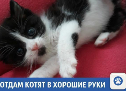 Веселые и активные котята ищут дом в Краснодаре