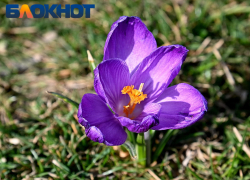 До +17 градусов прогреется воздух в Краснодаре 11 марта 