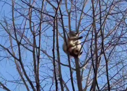 Енот покусал спасателя после трехдневной изоляции на дереве