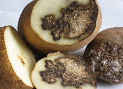 В Новороссийске задержали зараженный картофель