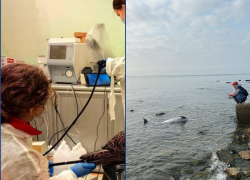 Всплеск смертности дельфинов фиксируют у берегов Анапы