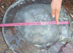 Из медуз Азовского моря будут производить крепкий бетон