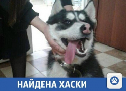 Потерявшаяся собака в Краснодаре ищет своего хозяина